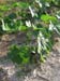 Lady Finger planting 15